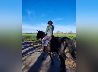 Hungarian Sport Horse, Gelding, 10 years, 15.1 hh, Black