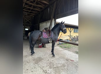 Hungarian Sport Horse, Gelding, 10 years, 15.1 hh, Black