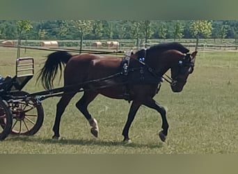 Hungarian Sport Horse, Gelding, 10 years, 15.2 hh, Bay