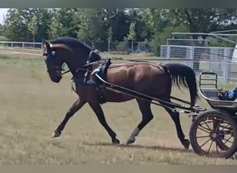 Hungarian Sport Horse, Gelding, 10 years, 15.2 hh, Bay