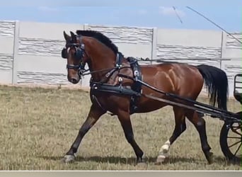Hungarian Sport Horse, Gelding, 10 years, 15.2 hh, Bay
