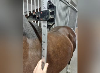 Hungarian Sport Horse, Gelding, 10 years, 15.2 hh, Bay