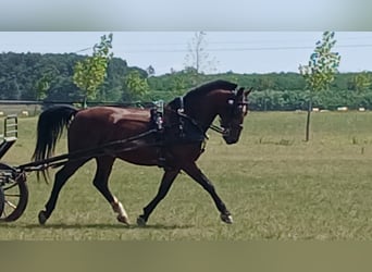 Hungarian Sport Horse, Gelding, 10 years, 15.2 hh, Bay