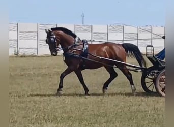 Hungarian Sport Horse, Gelding, 10 years, 15.2 hh, Bay