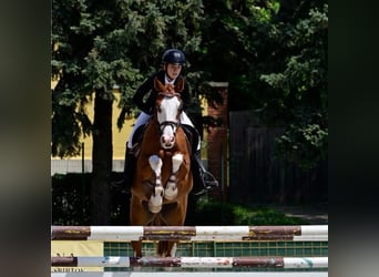 Hungarian Sport Horse, Gelding, 10 years, 15.2 hh, Bay