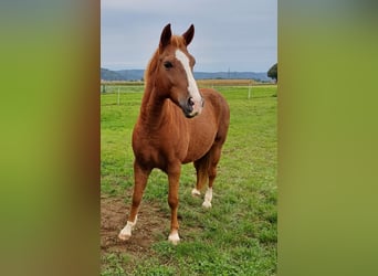 Hungarian Sport Horse, Gelding, 10 years, 15 hh, Chestnut-Red
