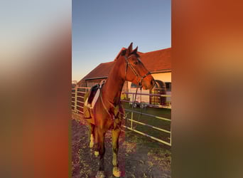 Hungarian Sport Horse, Gelding, 10 years, 15,2 hh, Brown