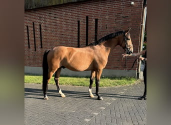 Hungarian Sport Horse, Gelding, 10 years, 16,1 hh, Bay-Dark