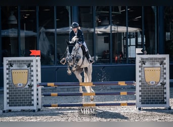 Hungarian Sport Horse, Gelding, 10 years, 16.1 hh, Grey