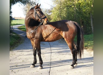 Hungarian Sport Horse, Gelding, 10 years, 16,2 hh, Brown