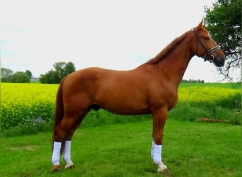 Hungarian Sport Horse, Gelding, 10 years, 16,2 hh, Chestnut-Red