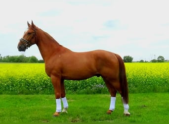 Hungarian Sport Horse, Gelding, 10 years, 16,2 hh, Chestnut-Red