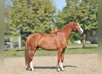 Ungarisches Sportpferd, Wallach, 10 Jahre, 16,2 hh, Fuchs