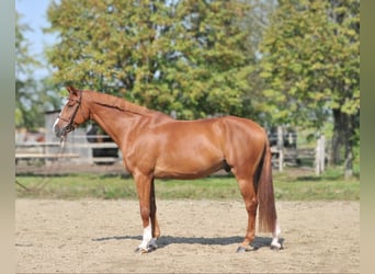 Ungarisches Sportpferd, Wallach, 10 Jahre, 16,2 hh, Fuchs