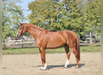 Hungarian Sport Horse, Gelding, 10 years, 16,3 hh, Chestnut-Red