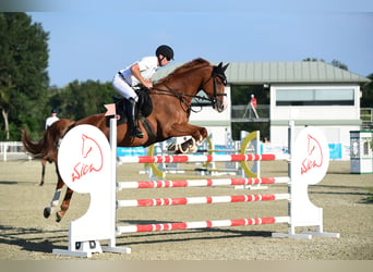 Hungarian Sport Horse, Gelding, 10 years, 16,3 hh, Chestnut-Red