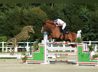 Hungarian Sport Horse, Gelding, 10 years, 16,3 hh, Chestnut-Red