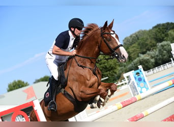 Hungarian Sport Horse, Gelding, 10 years, 16,3 hh, Chestnut-Red