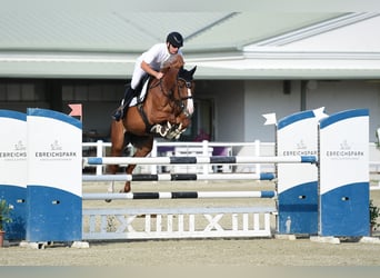 Hungarian Sport Horse, Gelding, 10 years, 16,3 hh, Chestnut-Red