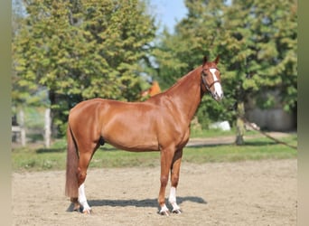 Hungarian Sport Horse, Gelding, 10 years, 16,3 hh, Chestnut-Red