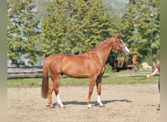 Hungarian Sport Horse, Gelding, 10 years, 16,3 hh, Chestnut-Red