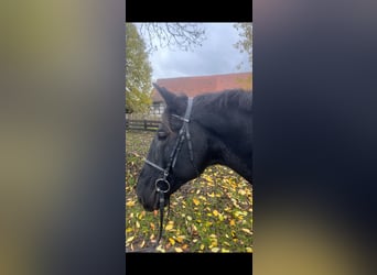 Hungarian Sport Horse, Gelding, 10 years, 16 hh, Black