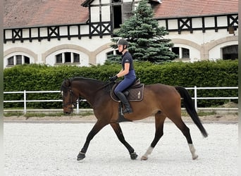 Hungarian Sport Horse, Gelding, 10 years, 16 hh, Brown