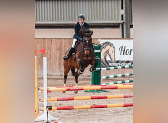 Hungarian Sport Horse, Gelding, 10 years, 16 hh, Brown