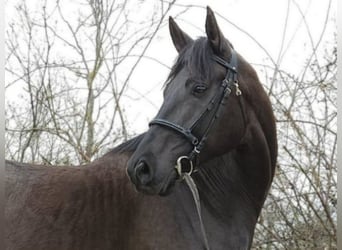 Hungarian Sport Horse, Gelding, 10 years, 16,1 hh, Black