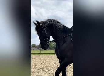 Hungarian Sport Horse, Gelding, 10 years, 16,2 hh, Black