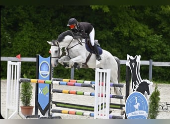 Hungarian Sport Horse, Gelding, 10 years, 17.1 hh