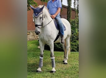 Hungarian Sport Horse, Gelding, 10 years, 17 hh, Gray
