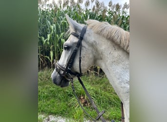 Hungarian Sport Horse, Gelding, 11 years, 13,2 hh, Grey