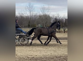 Hungarian Sport Horse, Gelding, 11 years, 15.1 hh, Bay-Dark