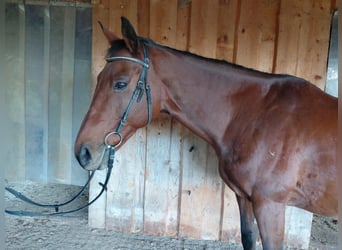 Hungarian Sport Horse, Gelding, 11 years, 15.2 hh, Brown
