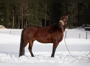 Hungarian Sport Horse, Gelding, 11 years, 15,2 hh, Brown