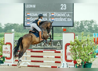 Hungarian Sport Horse, Gelding, 11 years, 16.2 hh, Bay-Dark