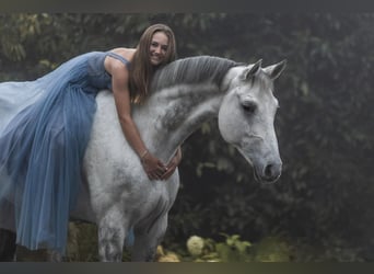 Hungarian Sport Horse, Gelding, 11 years, 16,3 hh, Gray