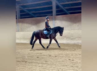 Hungarian Sport Horse, Gelding, 11 years, 16 hh, Bay-Dark