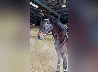 Hungarian Sport Horse, Gelding, 11 years, 16 hh, Bay-Dark