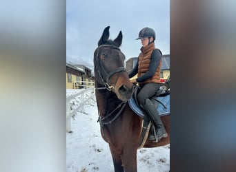 Hungarian Sport Horse, Gelding, 11 years, 16 hh, Bay-Dark