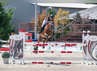 Hungarian Sport Horse, Gelding, 11 years, 16 hh, Bay