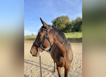 Hungarian Sport Horse Mix, Gelding, 11 years, 16 hh, Brown