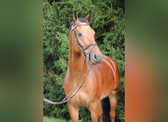 Hungarian Sport Horse, Gelding, 11 years, 16 hh, Brown