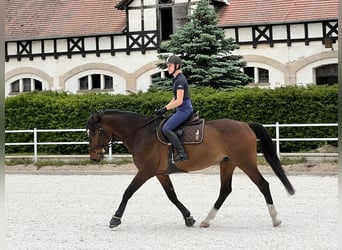 Hungarian Sport Horse, Gelding, 11 years, 16 hh, Brown
