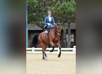 Hungarian Sport Horse, Gelding, 11 years, 17 hh, Brown