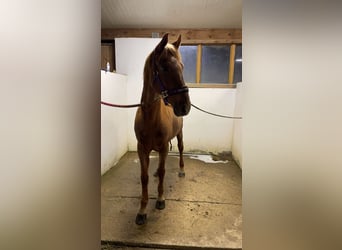 Hungarian Sport Horse Mix, Gelding, 12 years, 14.2 hh, Chestnut-Red