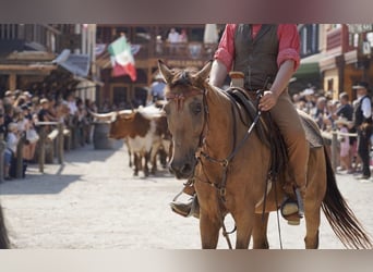 Hungarian Sport Horse Mix, Gelding, 12 years, 14.2 hh, Dun