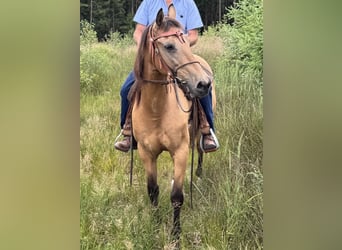 Hungarian Sport Horse Mix, Gelding, 12 years, 14.2 hh, Dun