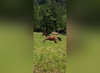 Hungarian Sport Horse, Gelding, 12 years, 15,2 hh, Brown